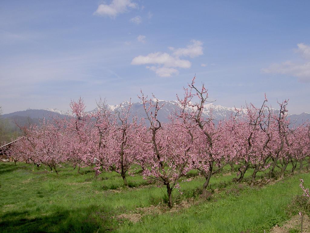 Agriturismo Il Frutto Permesso Bibiana Экстерьер фото