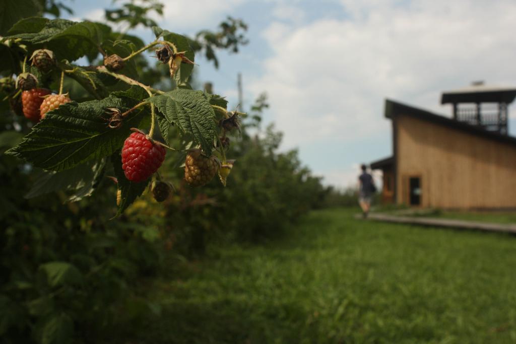 Agriturismo Il Frutto Permesso Bibiana Экстерьер фото